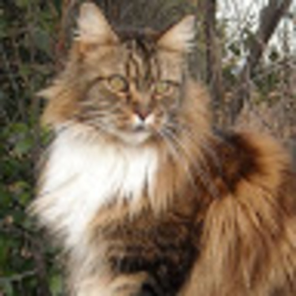 Meet your Posher, Connie - Picture 1 of 1